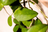 Hoya diversifolia